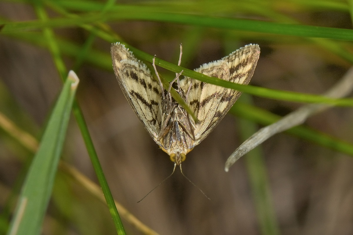 Paracorsia repandalis - Crambidae? S